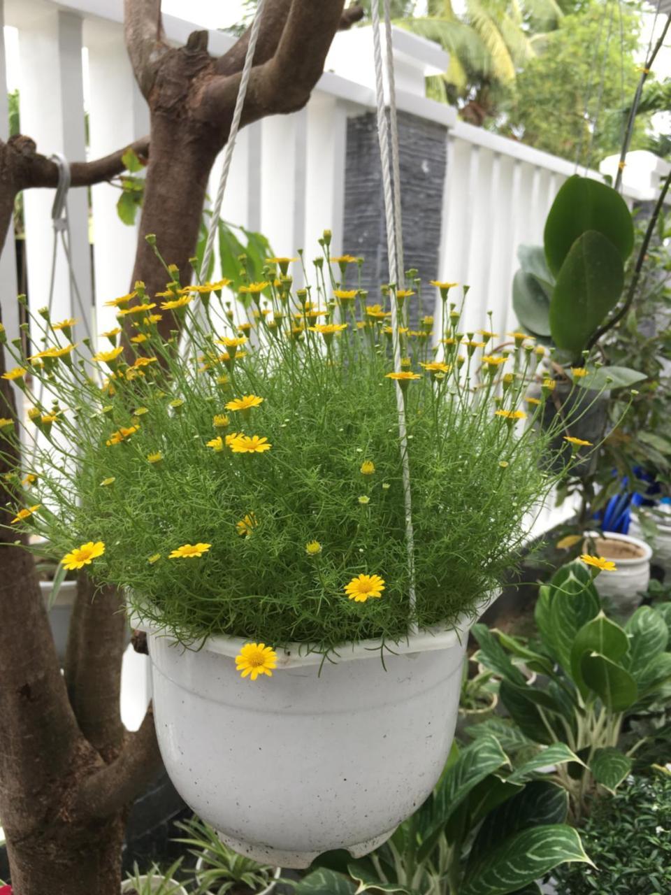 An Bang Scent Beach Homestay 会安 外观 照片