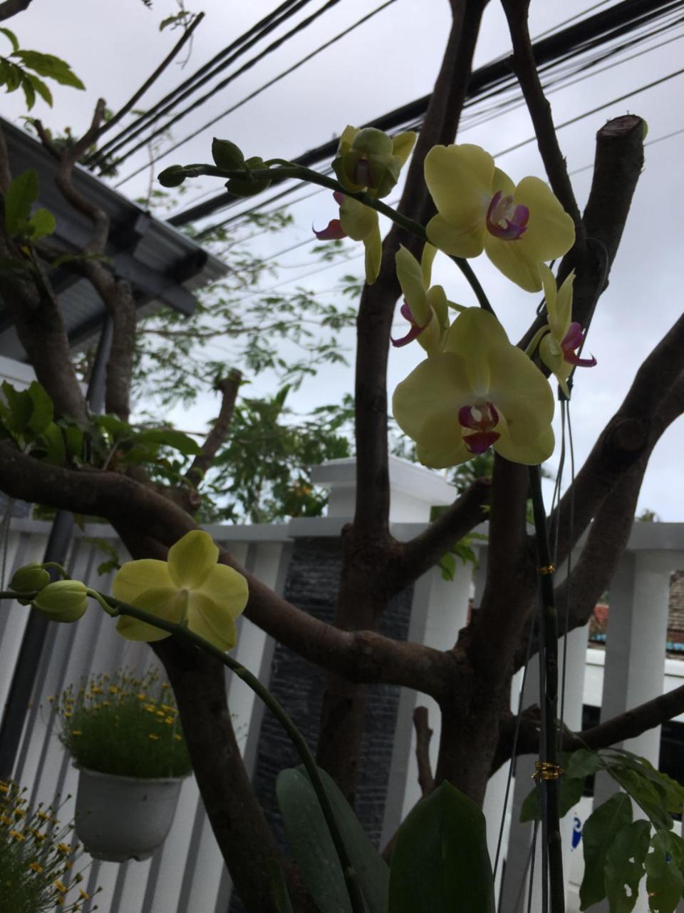 An Bang Scent Beach Homestay 会安 外观 照片