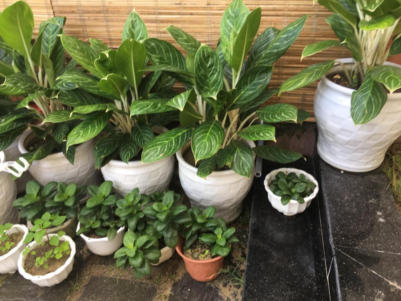 An Bang Scent Beach Homestay 会安 外观 照片